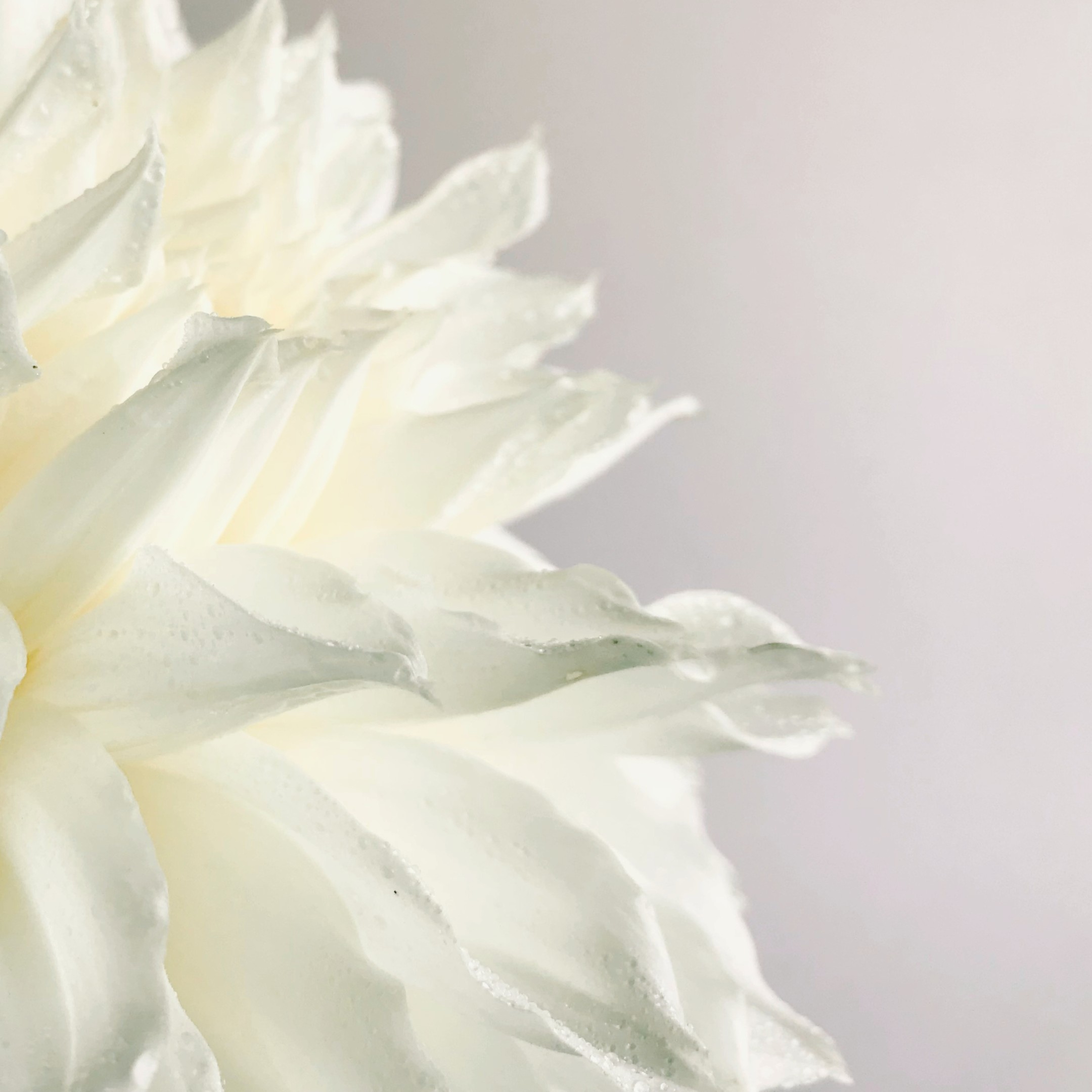 Morning Veil Morning Veil fine art photography