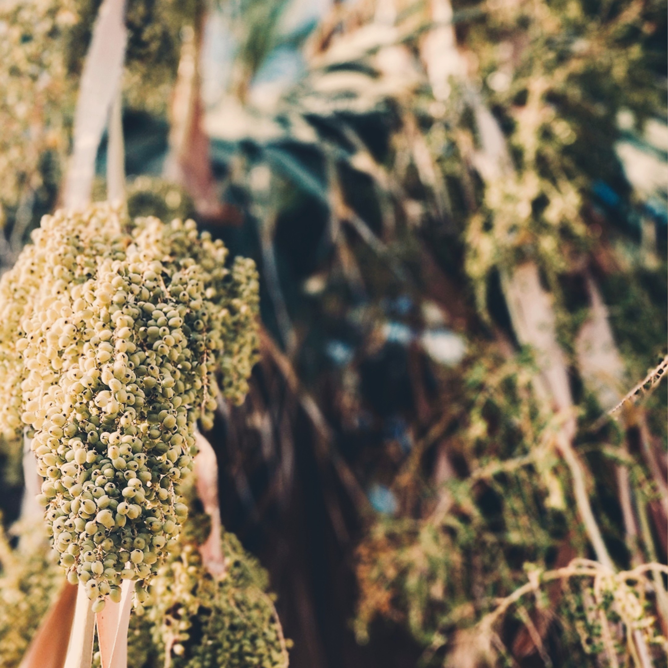 Palm Studies Palm Studies fine art photography