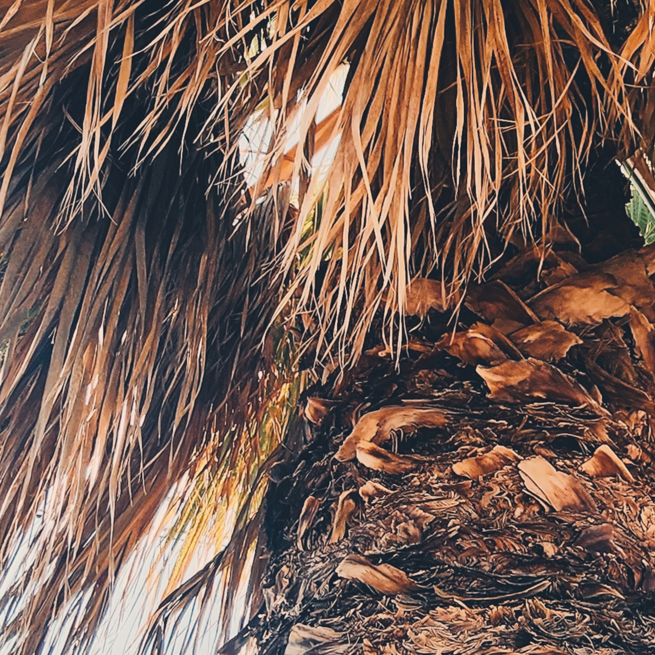 Fronds Ascending fine art photography