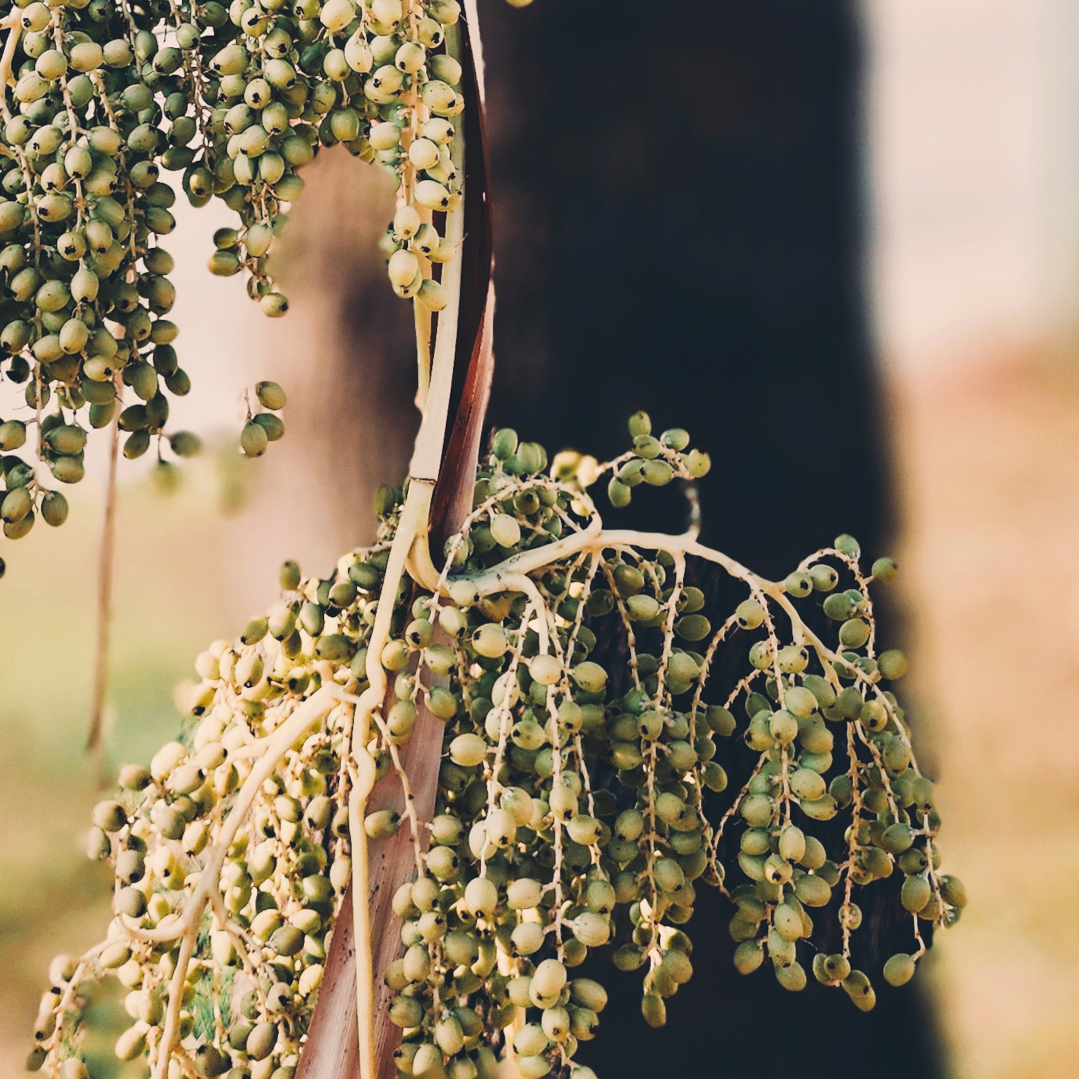 Still Bearing fine art photography