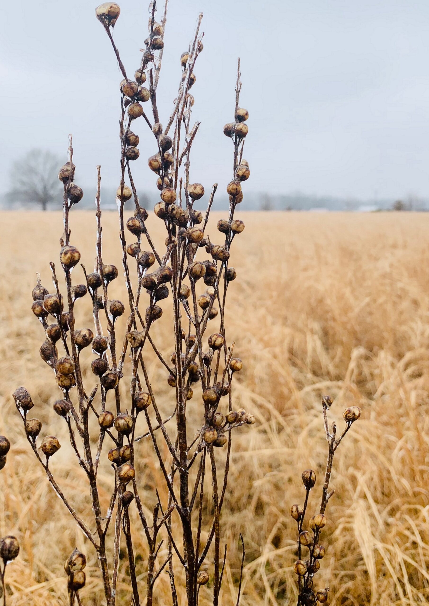 Winter Kingdom fine art photography