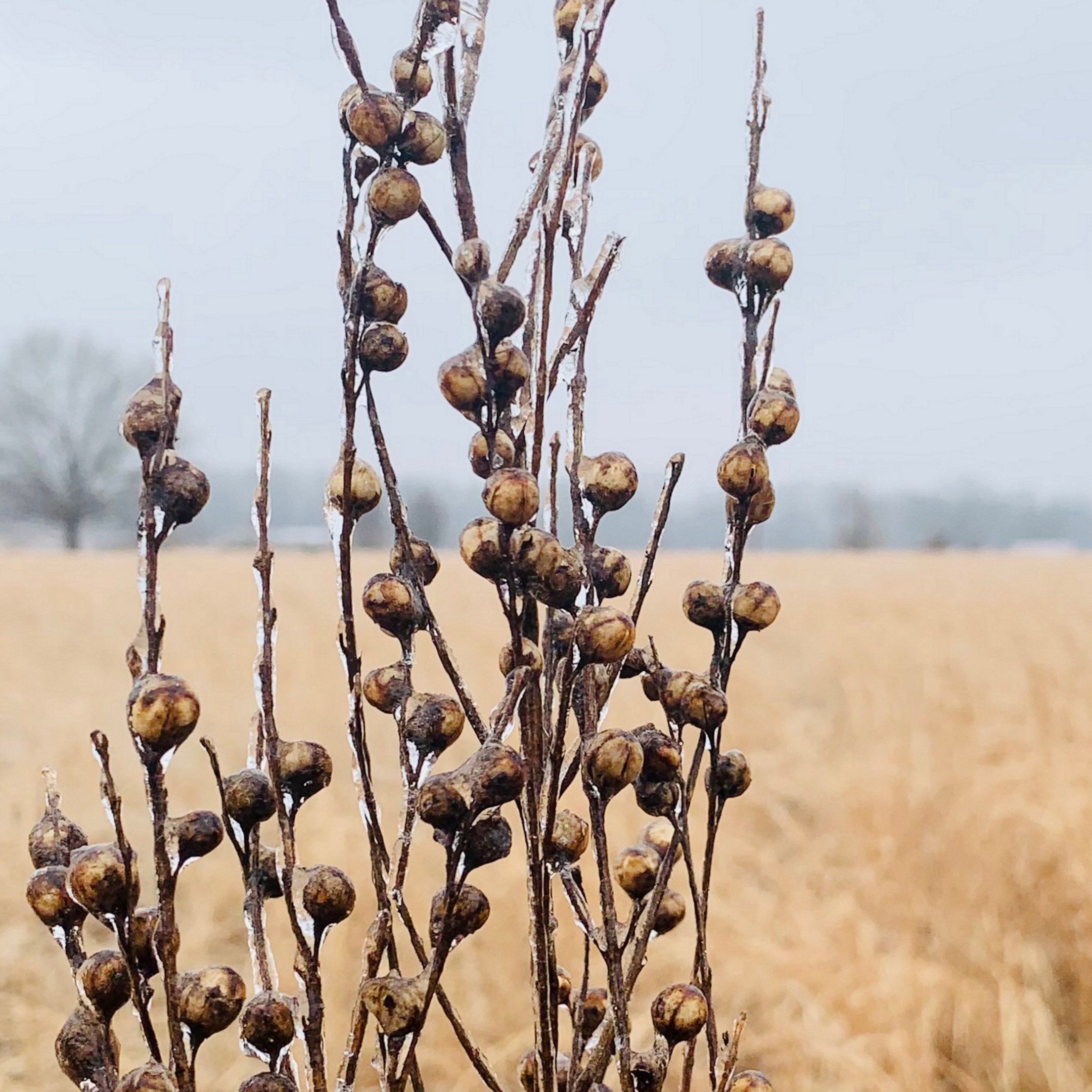 Field Reliquary fine art photography