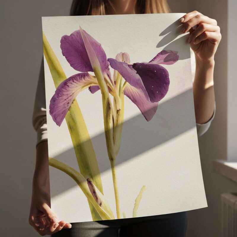 Iris in Light art prints