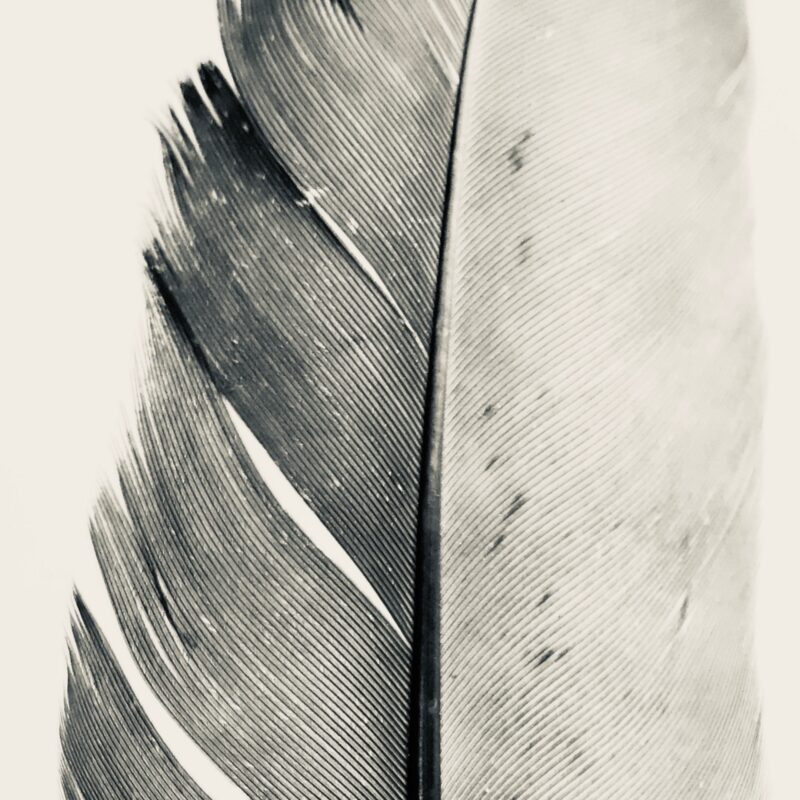 Silver Wings fine art photography