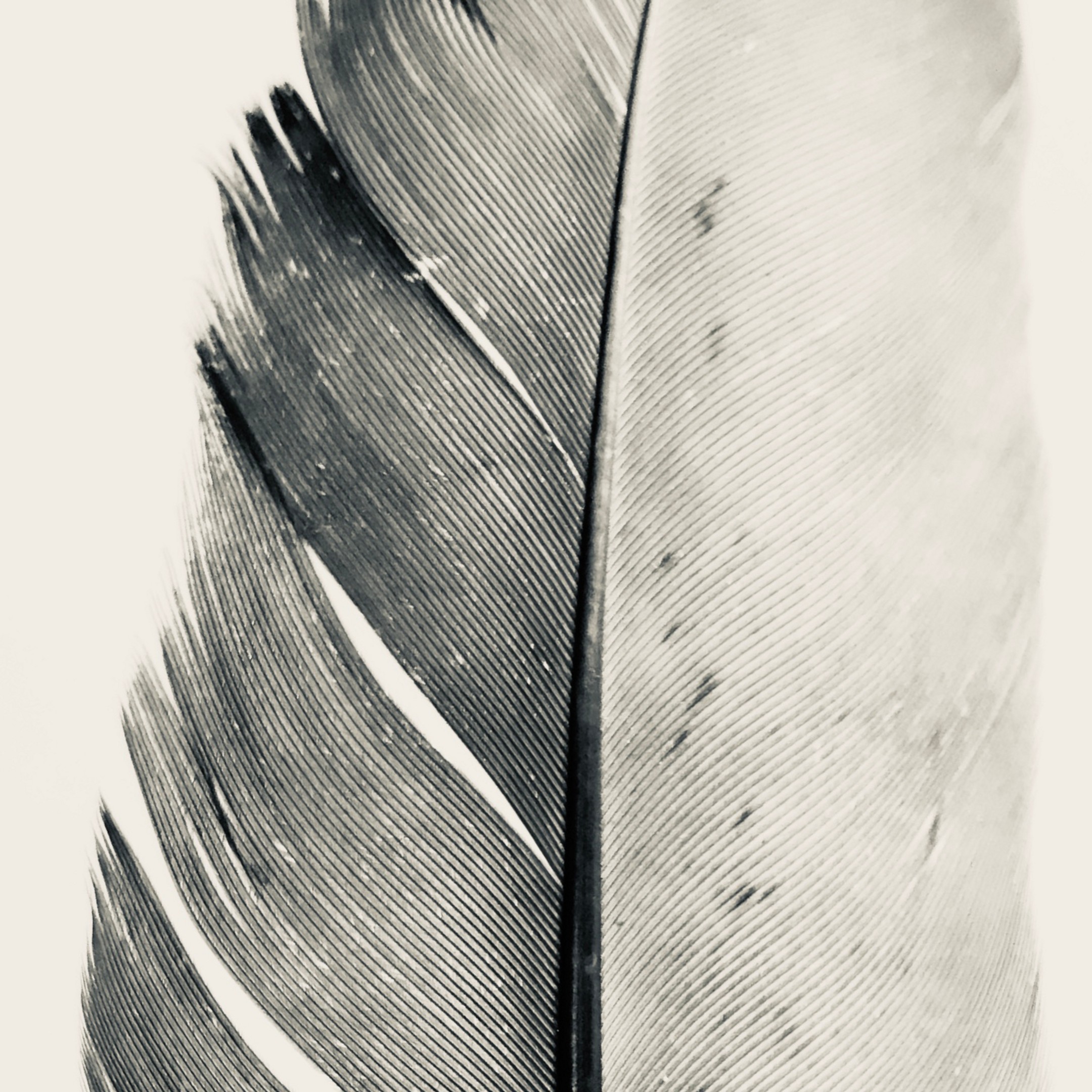 Silver Wings fine art photography