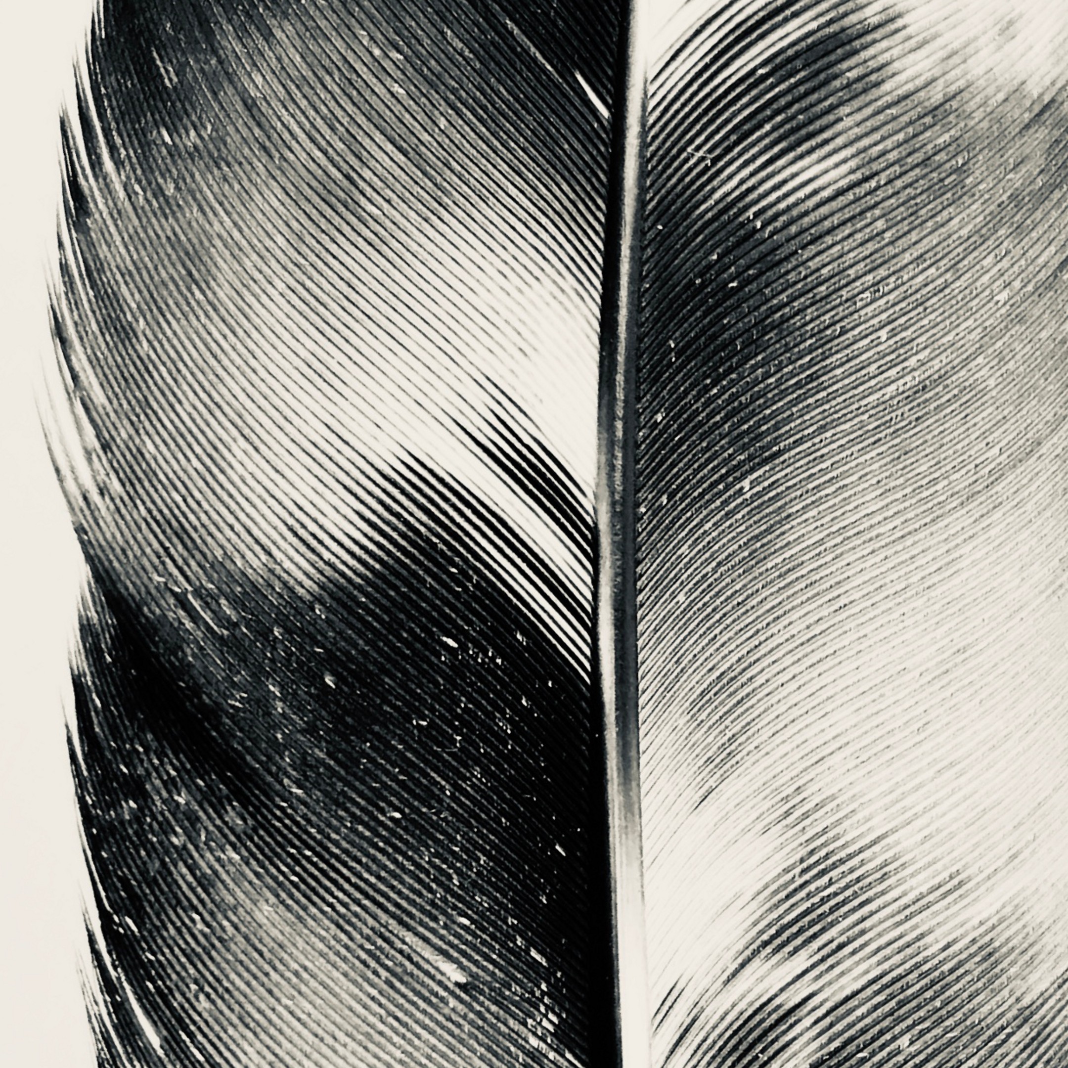 Silver Wings fine art photography