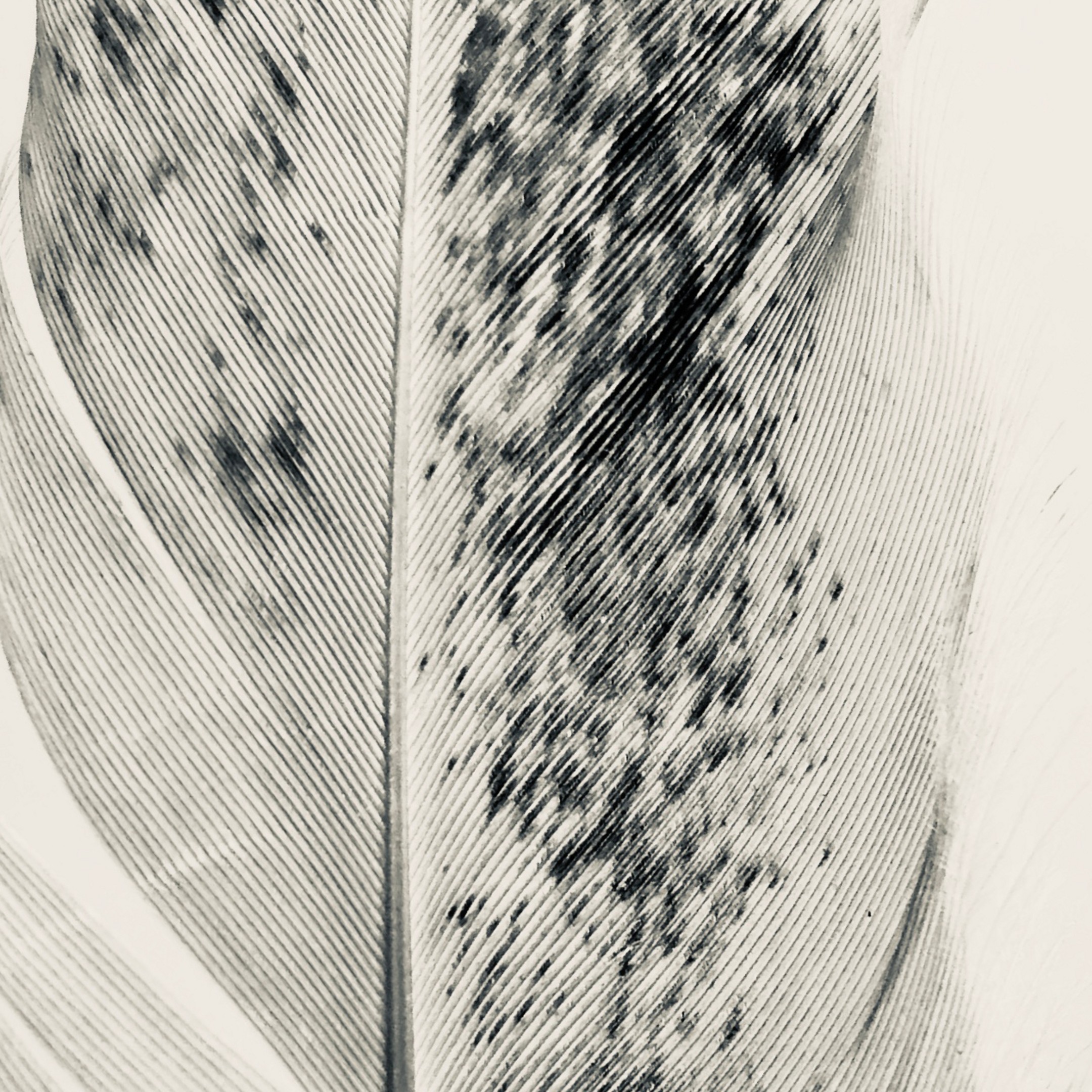 Silver Wings fine art photography