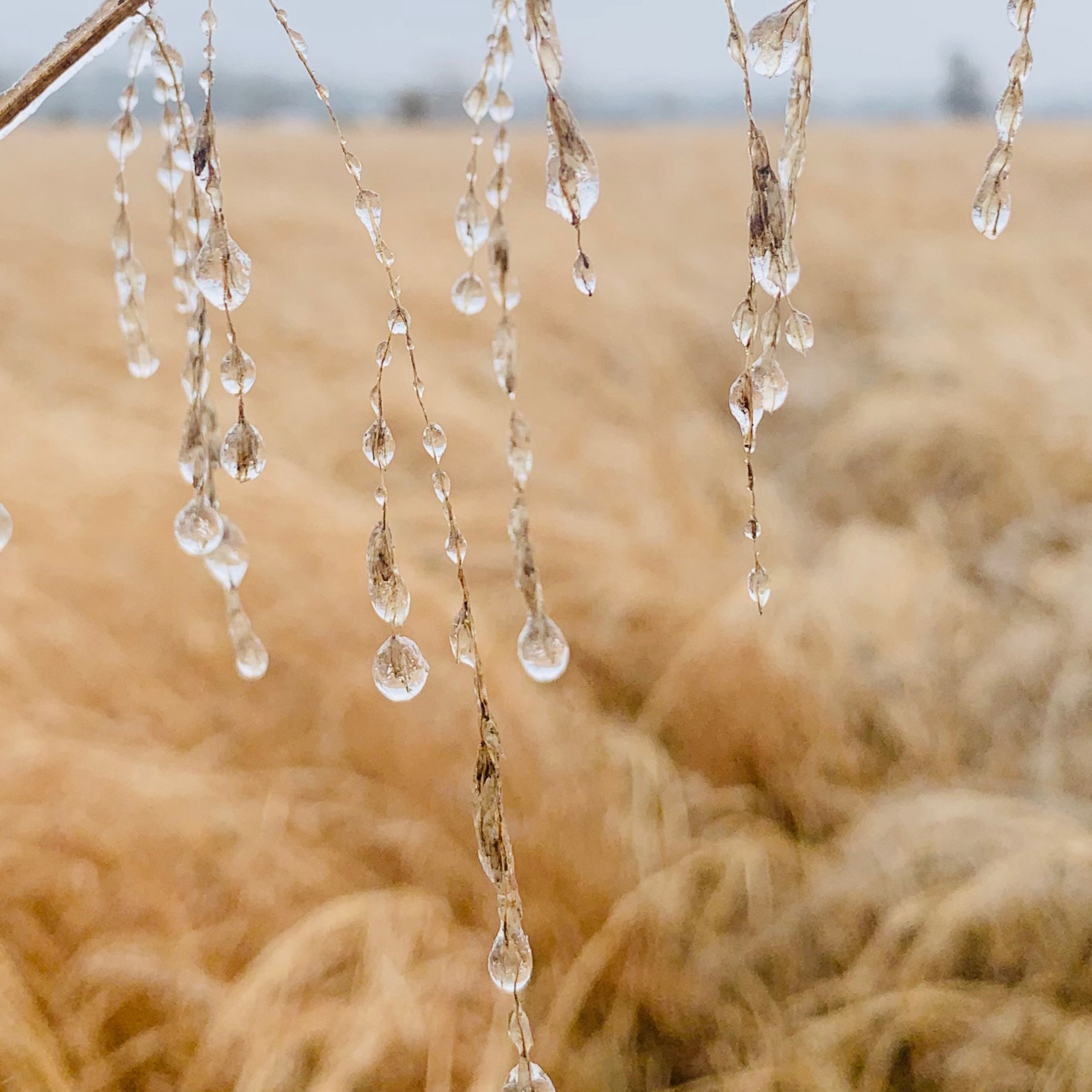 Winter Regalia fine art photography