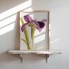 Iris in Light Iris in Light art prints