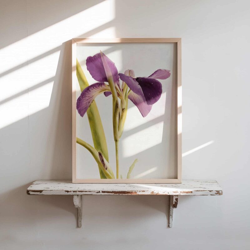 Iris in Light art prints