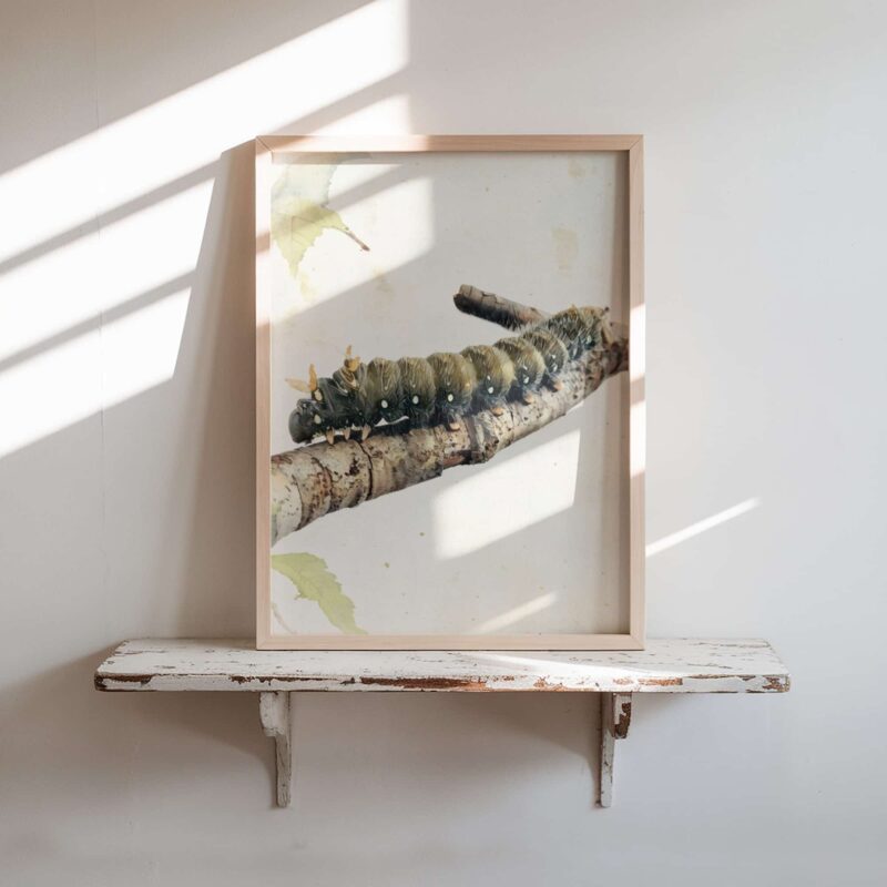 Woodland Commuter art prints