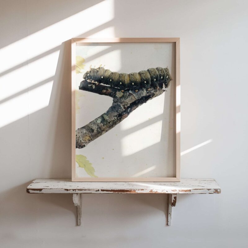 Perch & Pause art prints