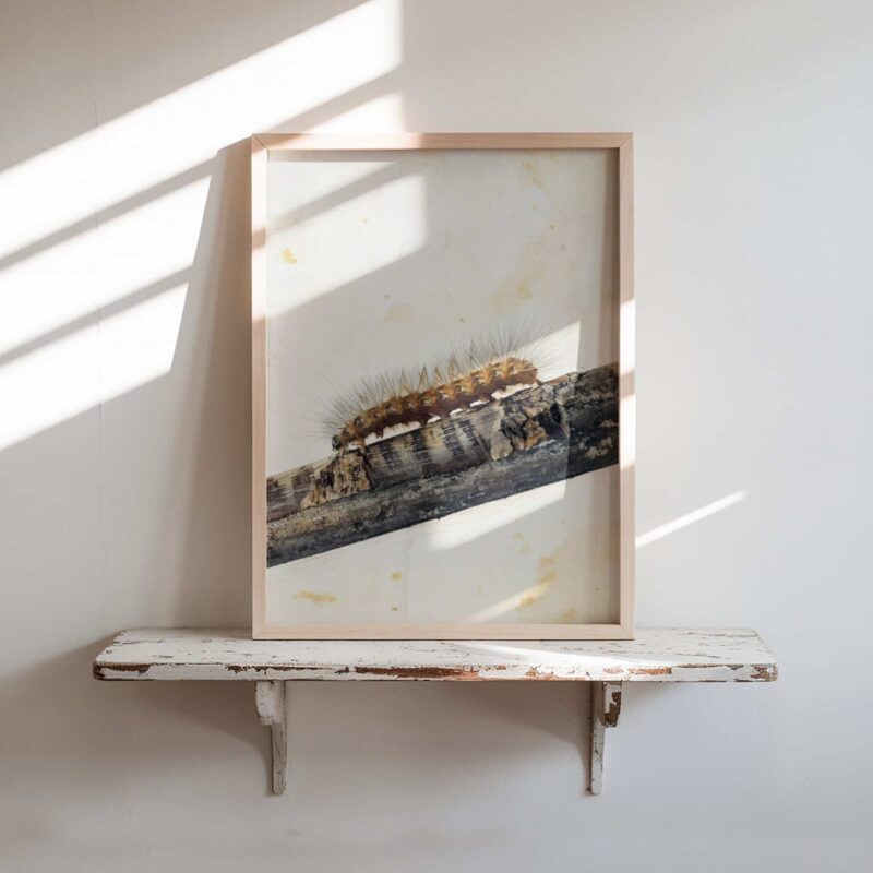 Spiny Stroll art prints