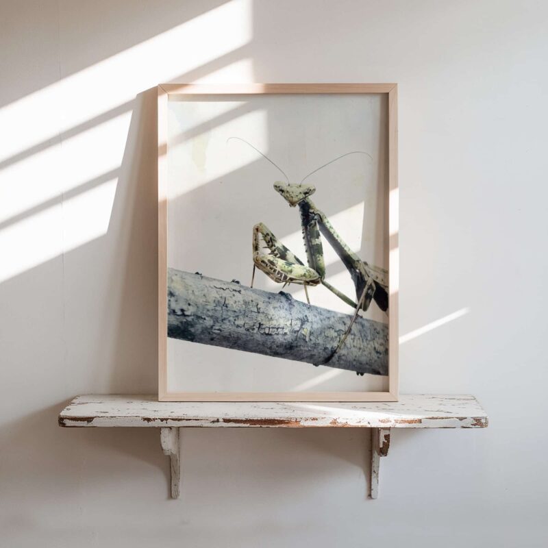 Gentle Lookout art prints