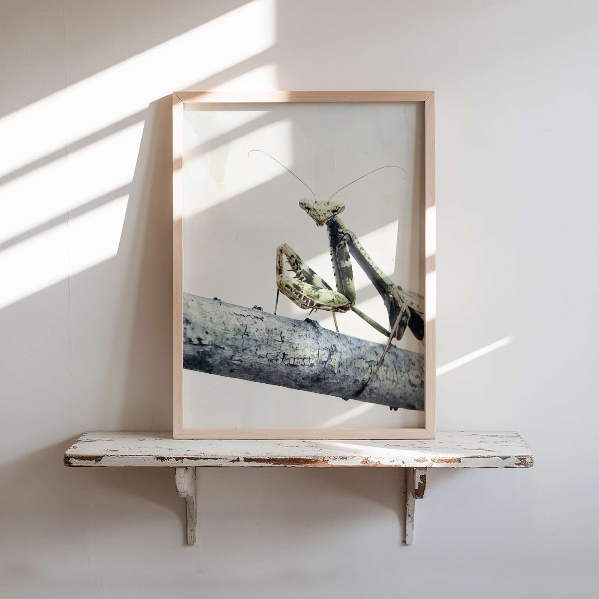 Gentle Lookout art prints