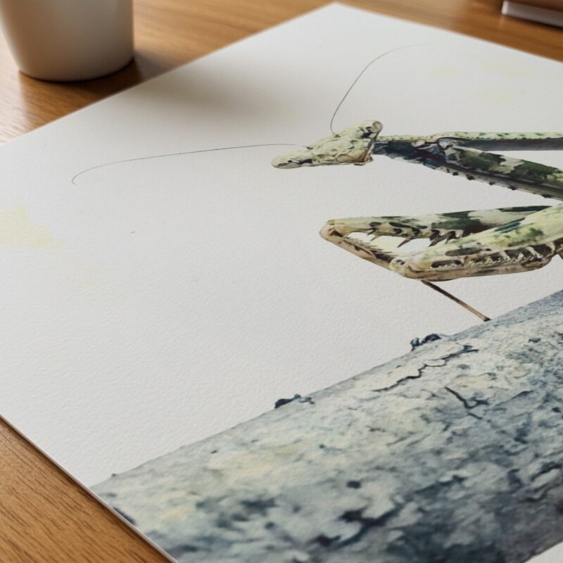 Gentle Lookout art prints