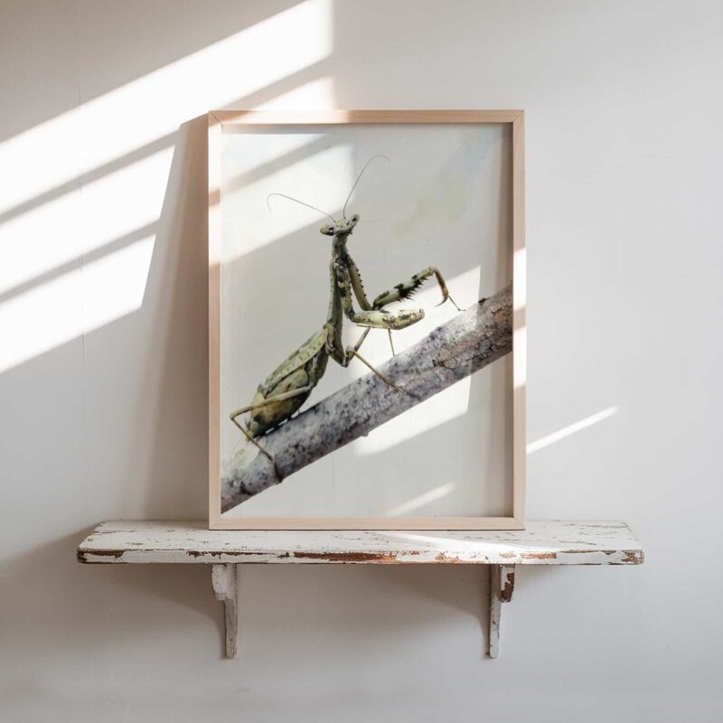 Quiet Scout art prints