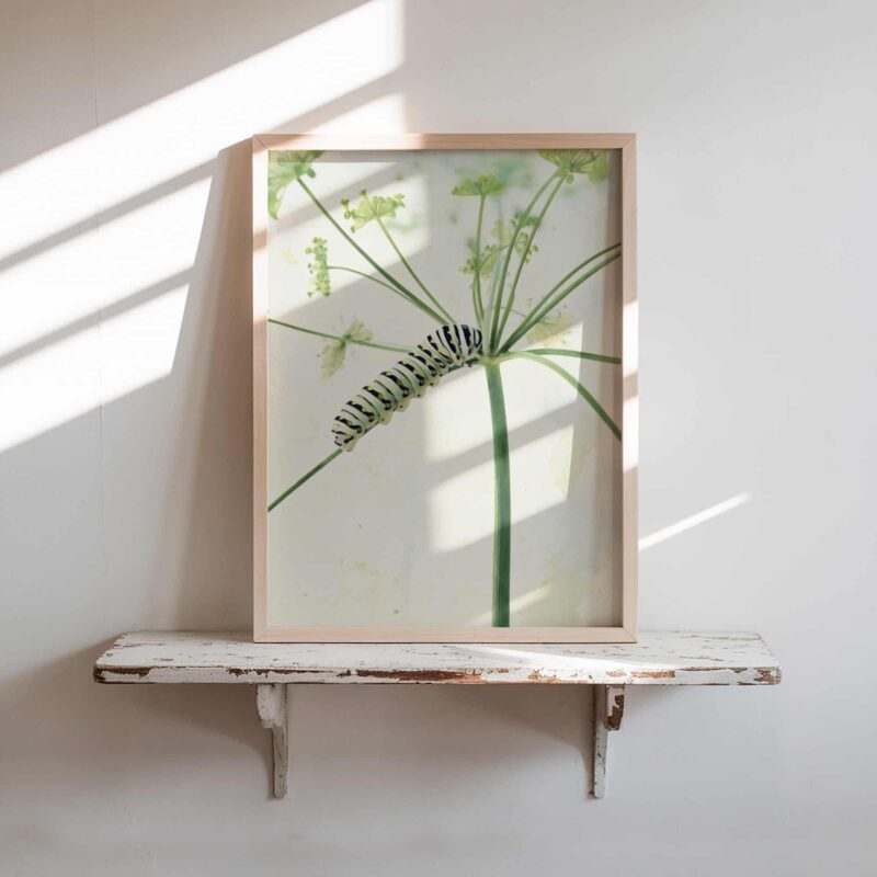 Garden Acrobat art prints