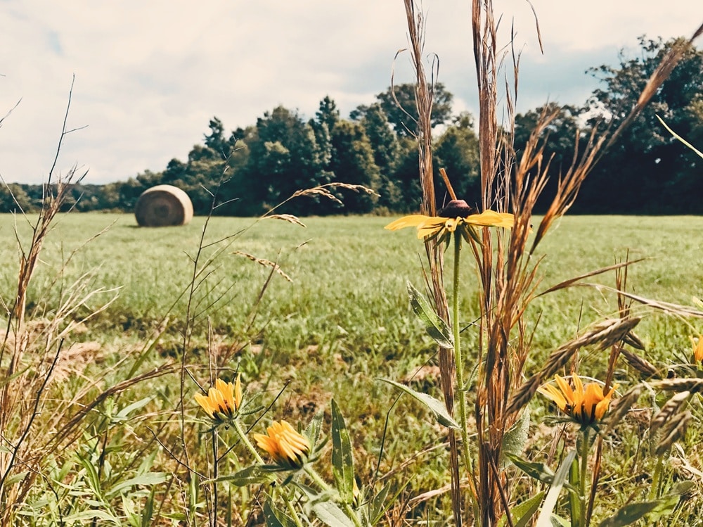 Close-up of yellow wildflowers in a meadow with tall grass, hay bale, and trees in the background on a sunny day