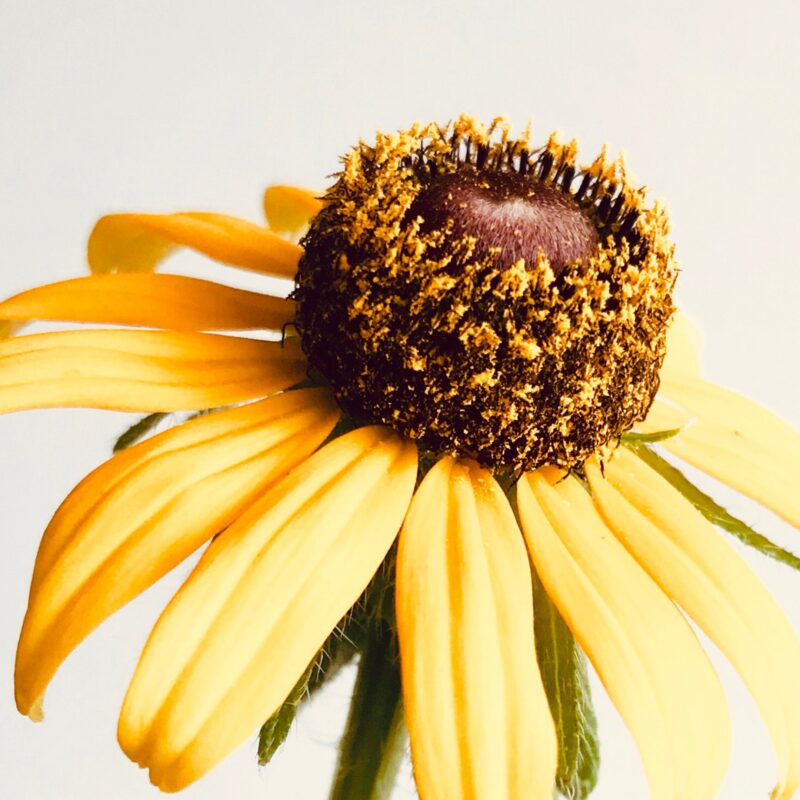 Brown-Eyed Susan Brown-Eyed Susan fine art photography