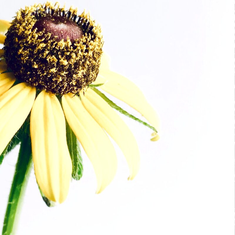 A Season of Stillness botanical wall art