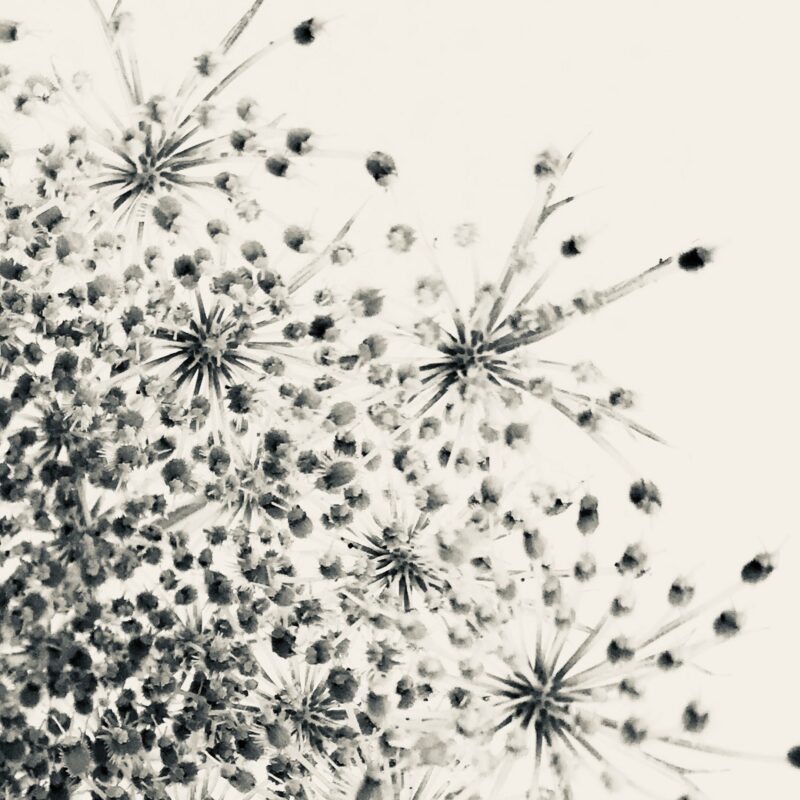 Silver Lace Silver Lace fine art photography