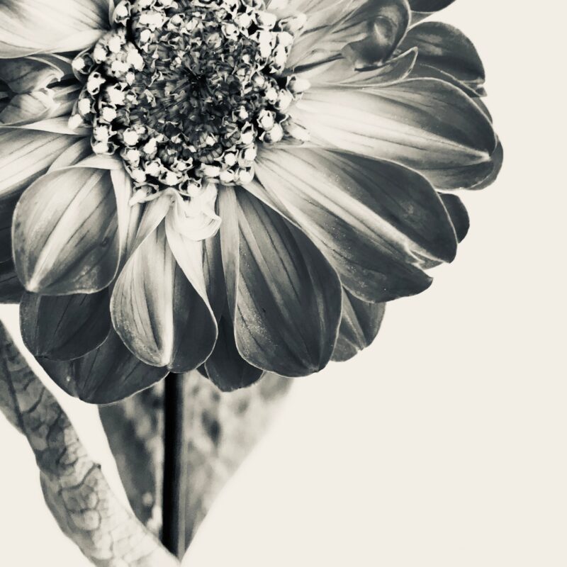 Bloom & Echo Bloom & Echo fine art photography