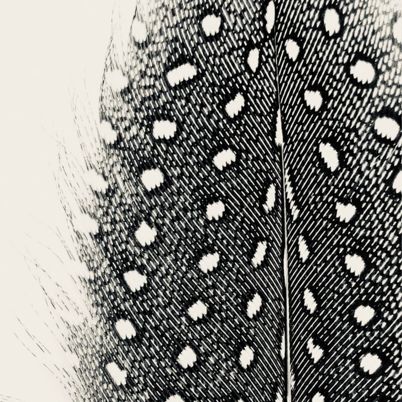 Haven & Flight nature wall art