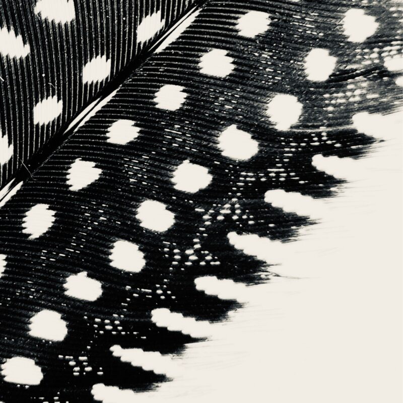 Silver Spots Silver Spots fine art photography