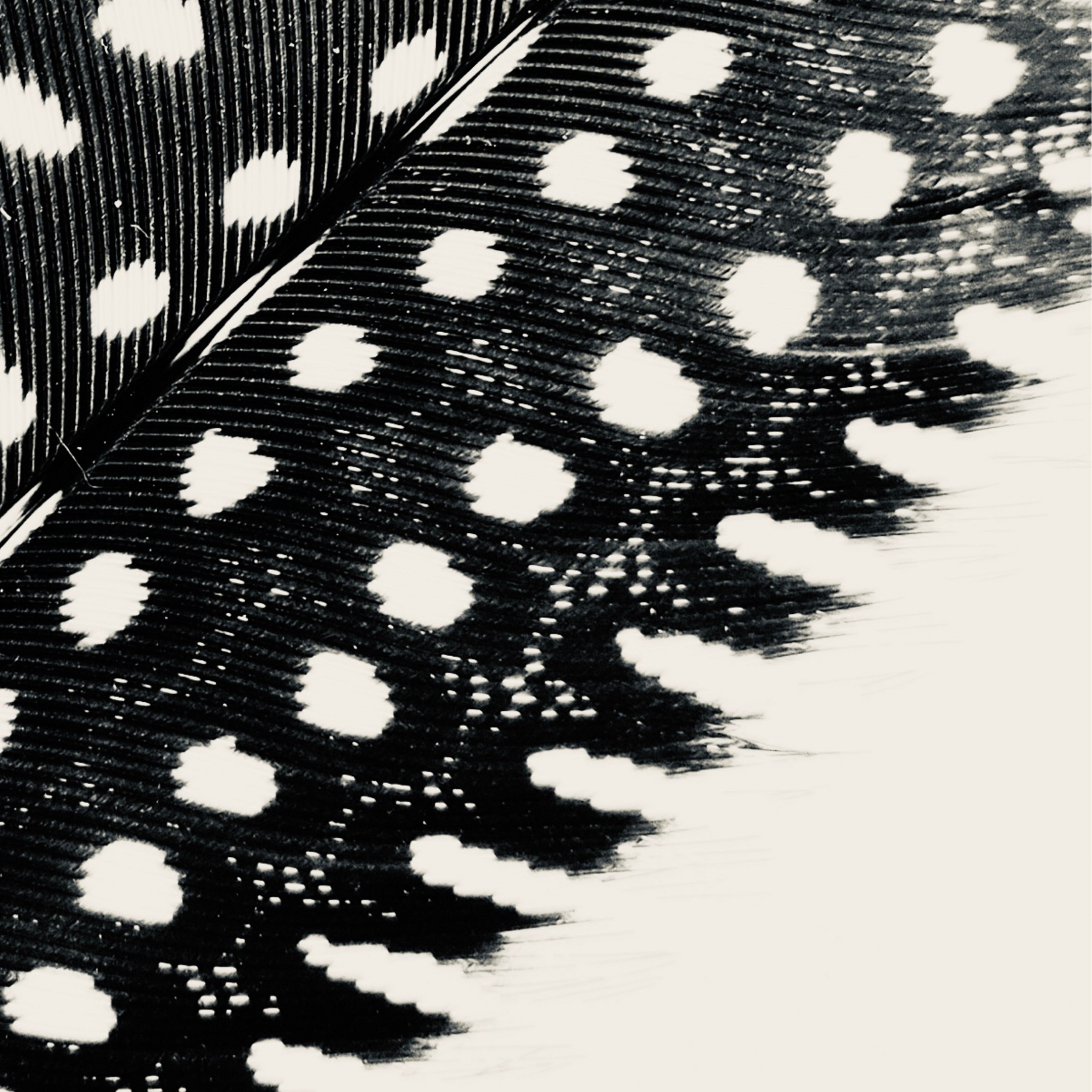 Silver Spots fine art photography