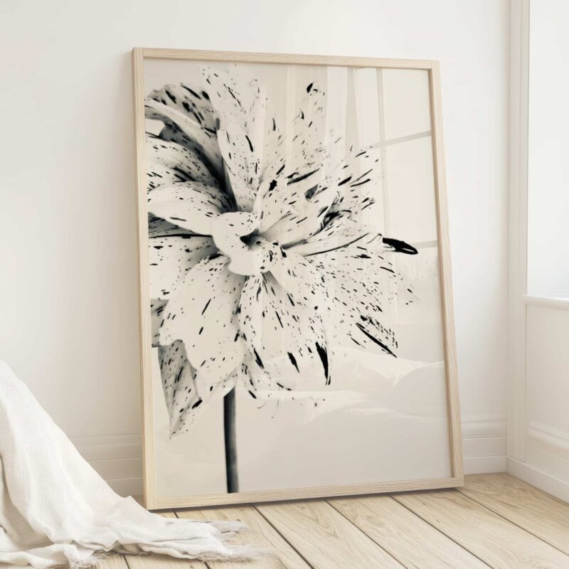 Silver Dahlia fine art photography