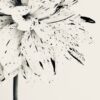 Silver Dahlia Silver Dahlia fine art photography