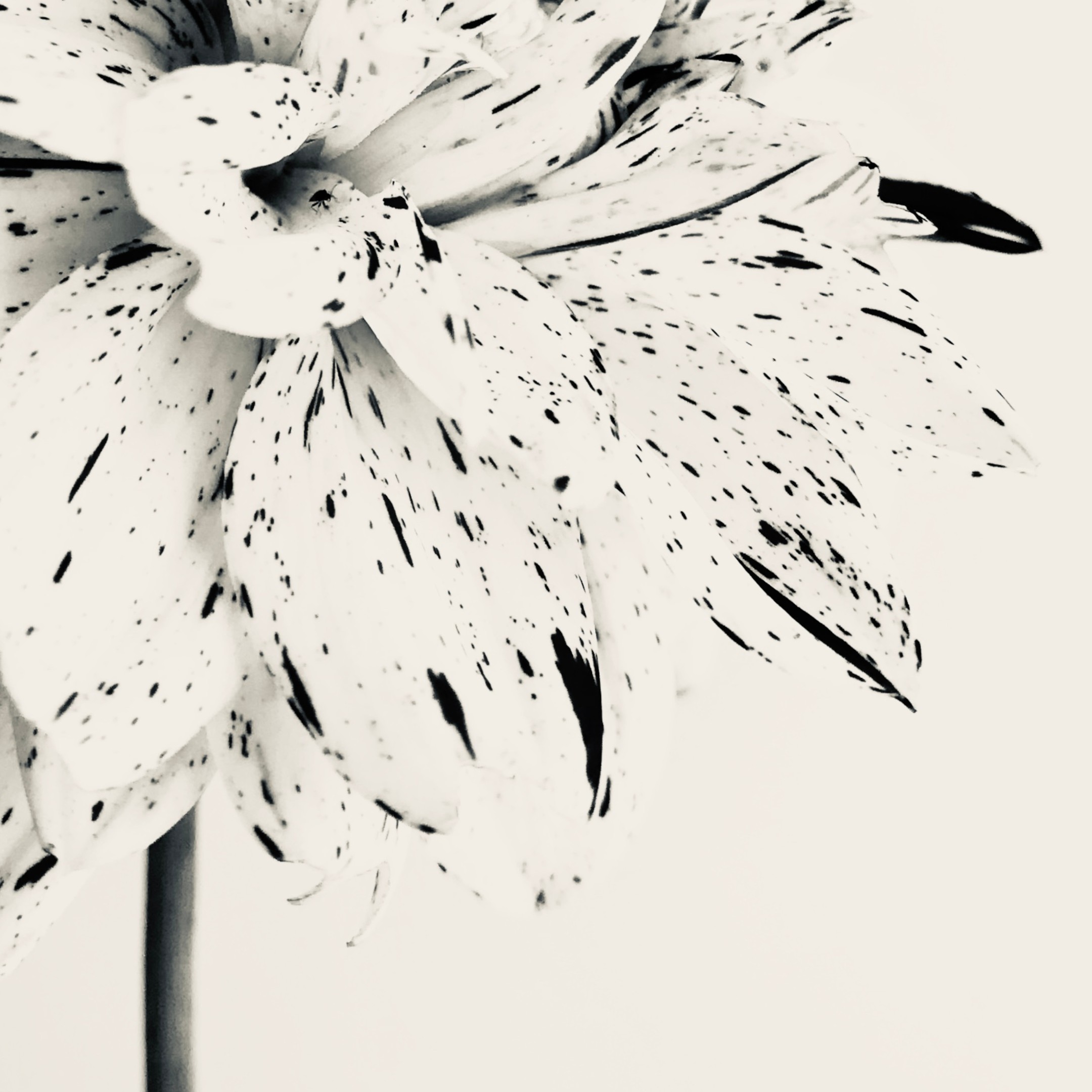 Silver Dahlia Silver Dahlia fine art photography
