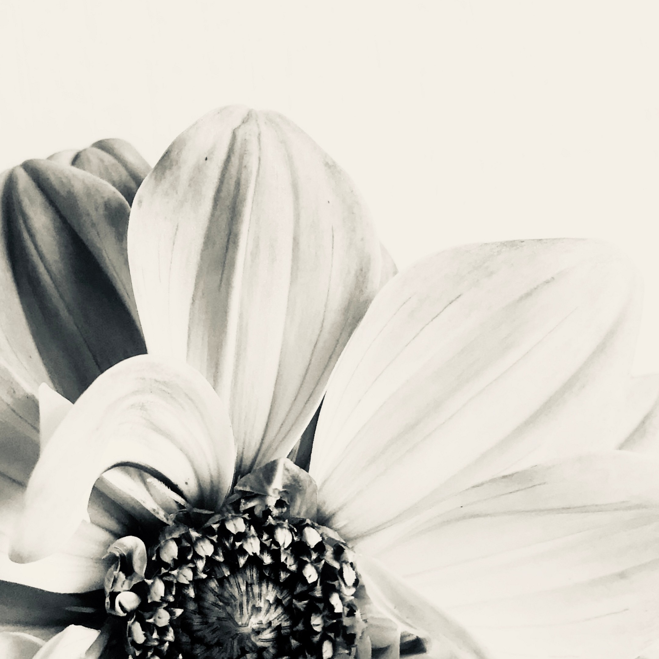 Bloom & Echo Bloom & Echo fine art photography