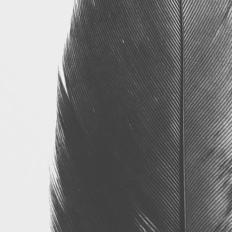 Feather Line Feather Line fine art photography