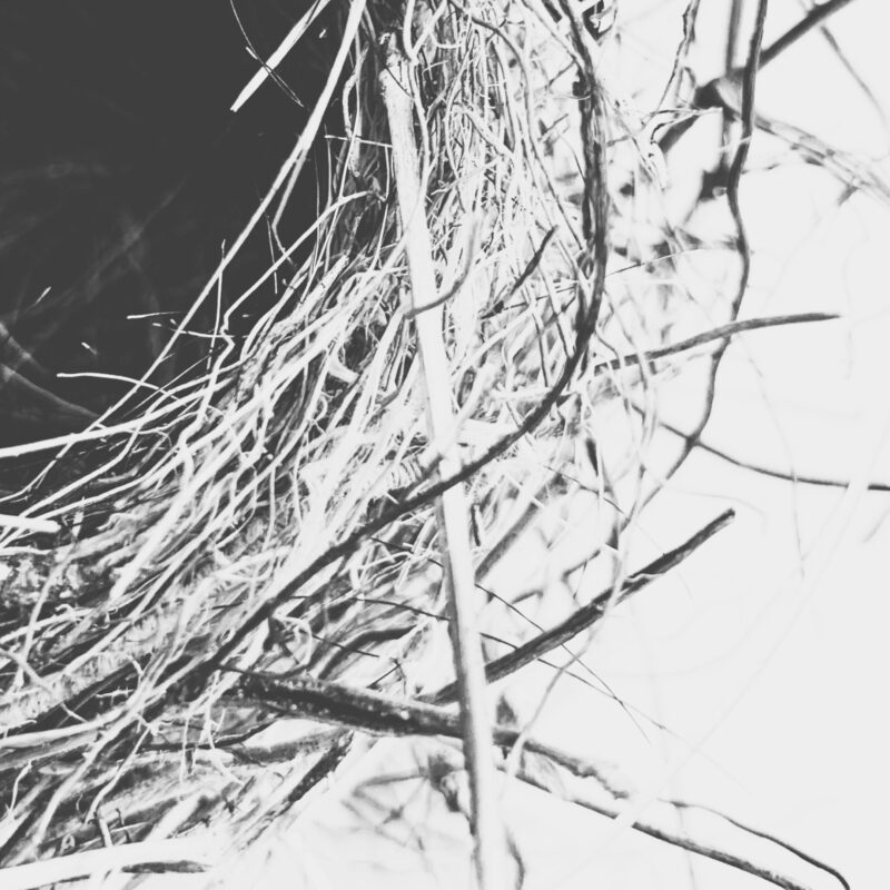 Tangled Line Tangled Line fine art photography