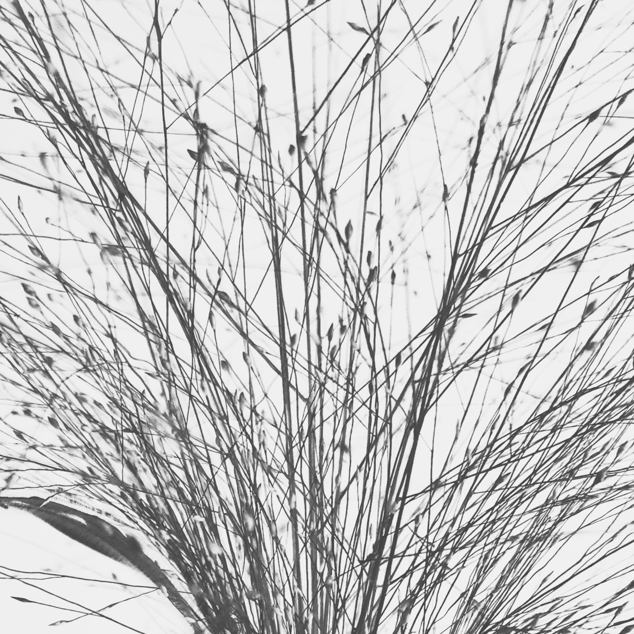 Meadow Script Meadow Script fine art photography