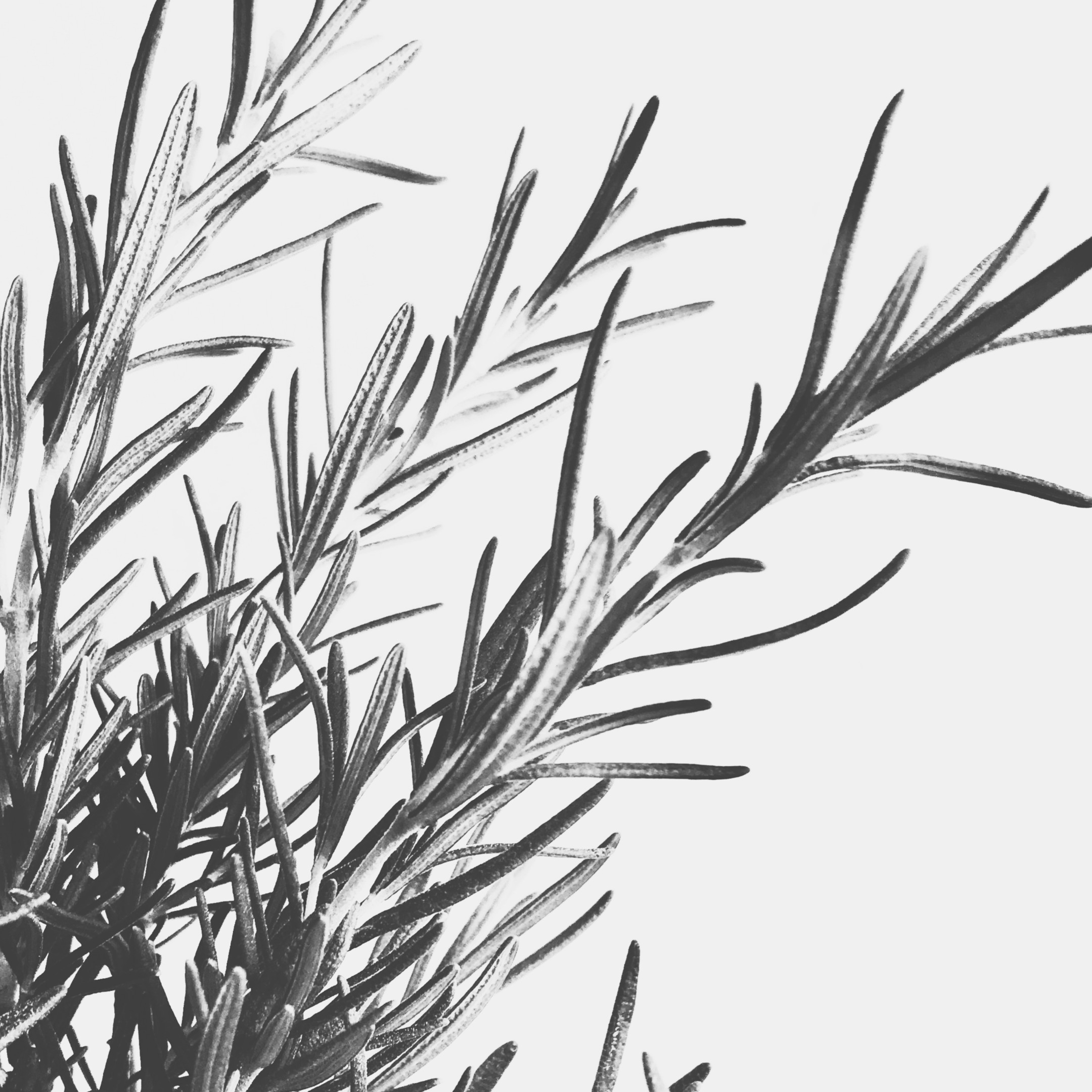 Tonal Herbarium Tonal Herbarium fine art photography