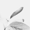 Tonal Herbarium Tonal Herbarium fine art photography
