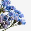 Blue Mistflower Pair Blue Mistflower Pair fine art photography