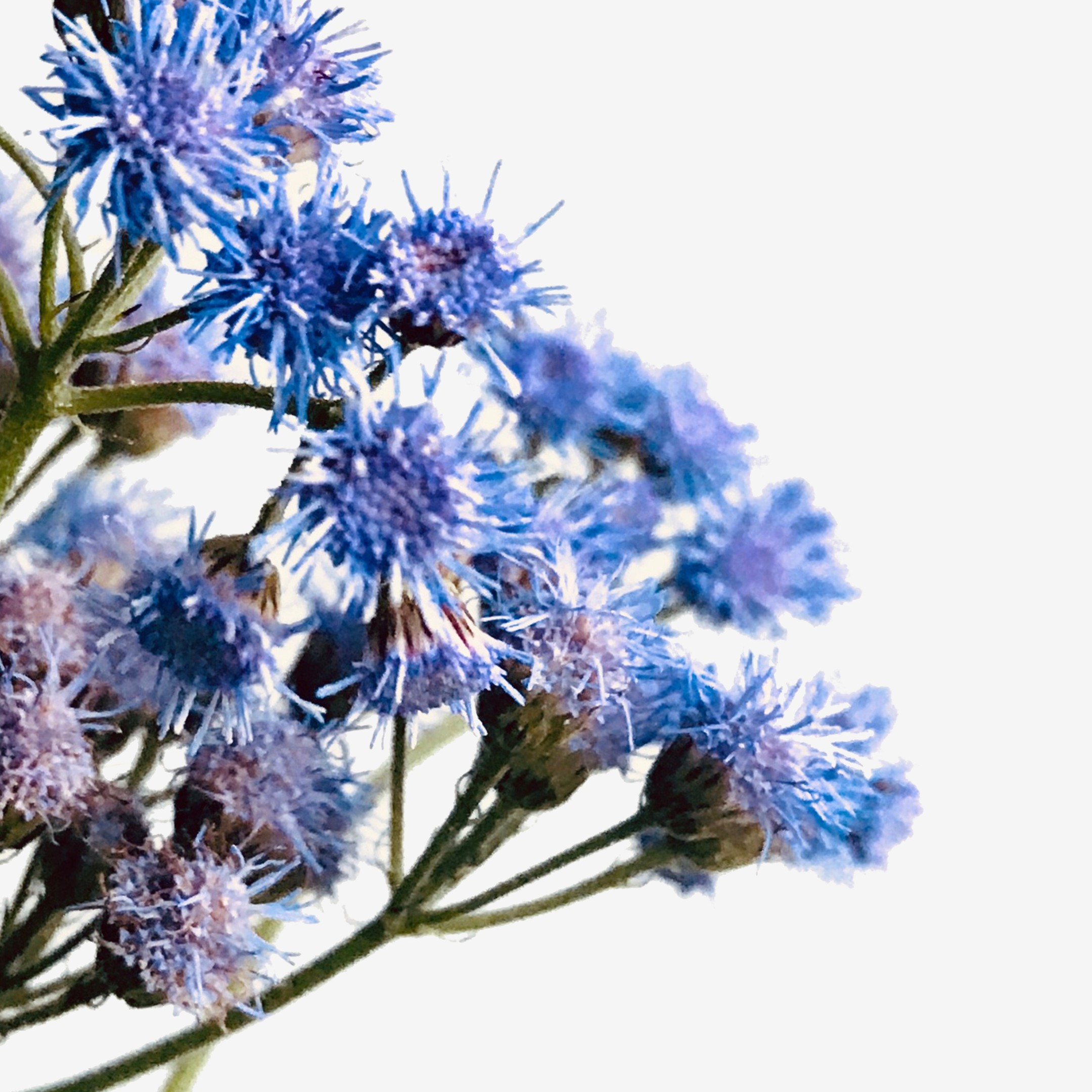 Blue Mistflower Pair Blue Mistflower Pair fine art photography