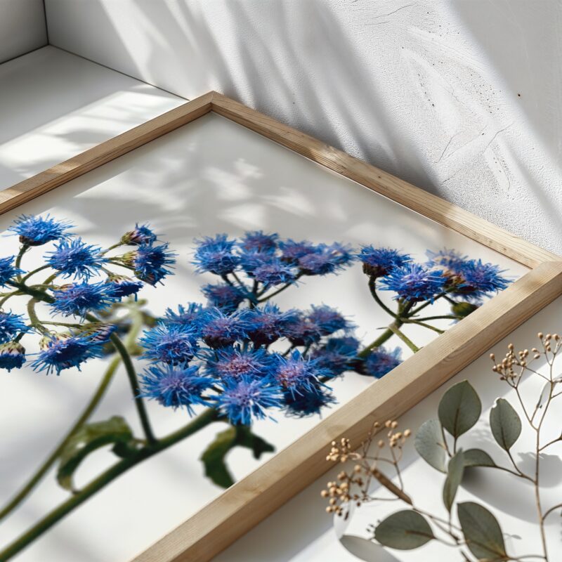 Blue Mistflower Pair botanical wall art