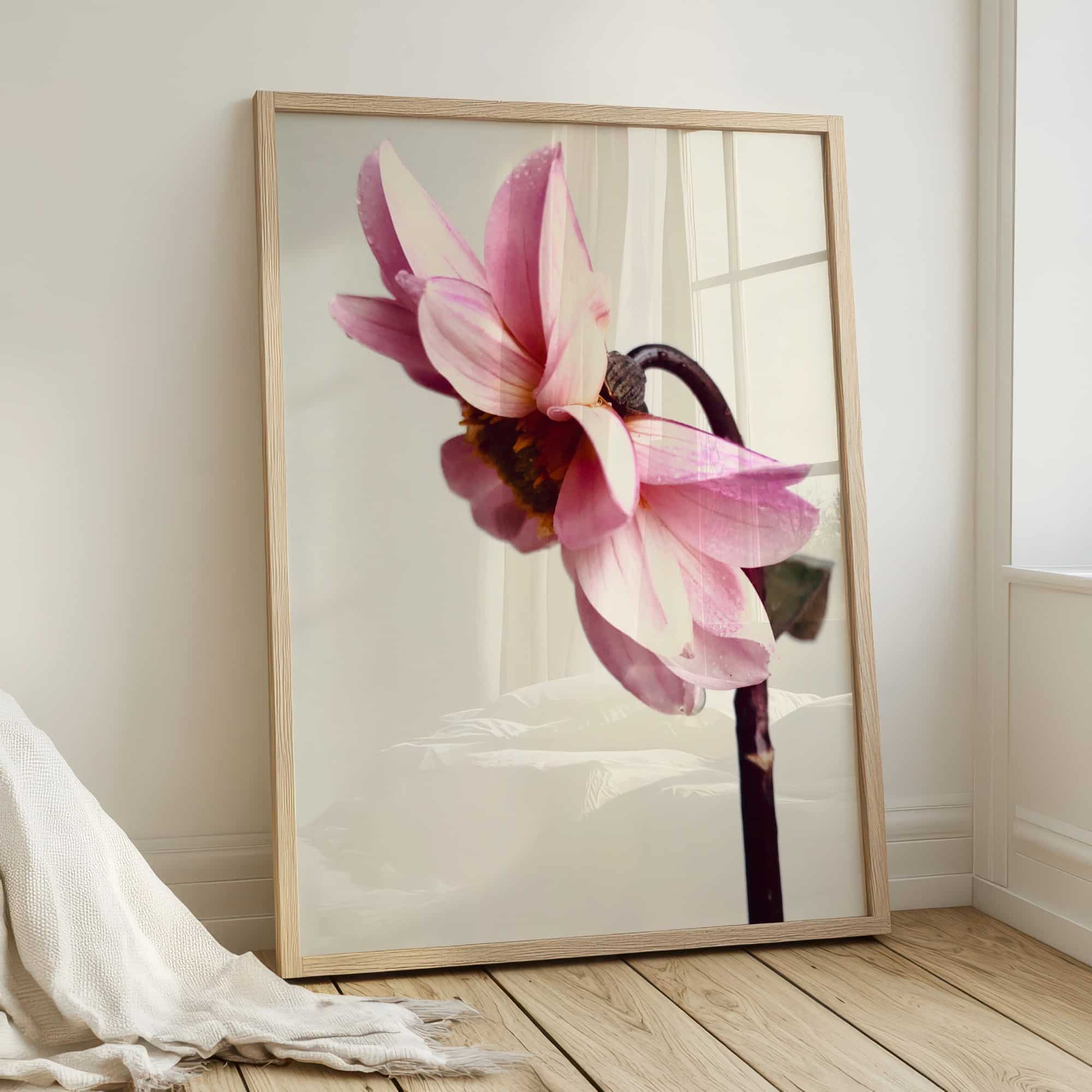 Pink Dahlia fine art photography