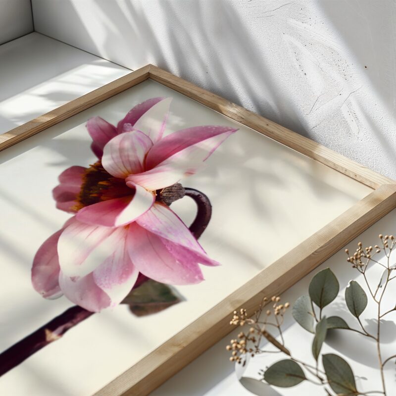 Pink Dahlia Pink Dahlia fine art photography