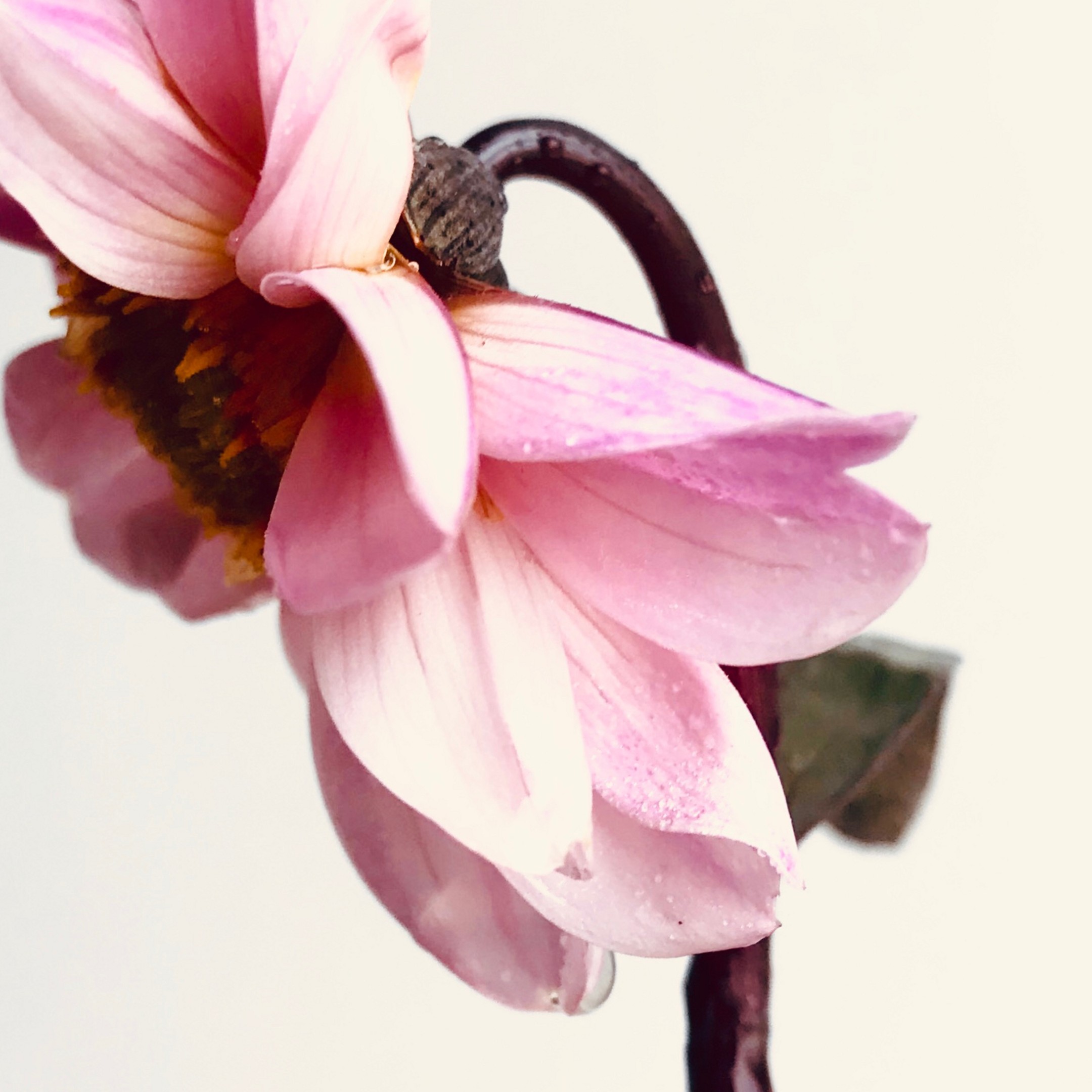 Pink Dahlia fine art photography