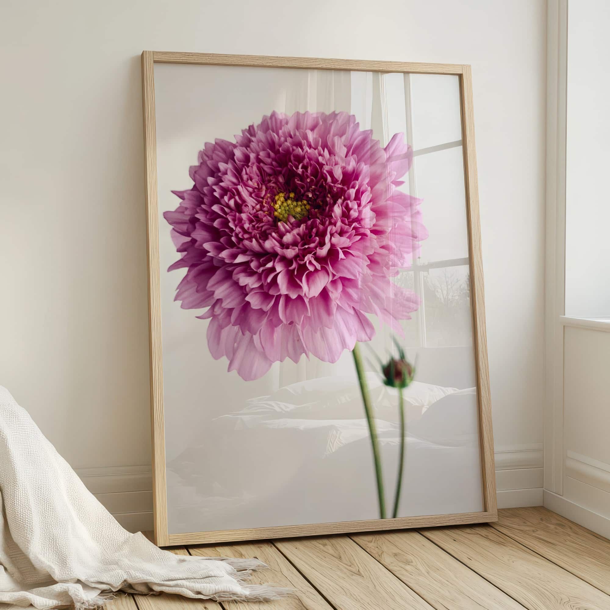 Double Cosmos Bloom Double Cosmos Bloom fine art photography