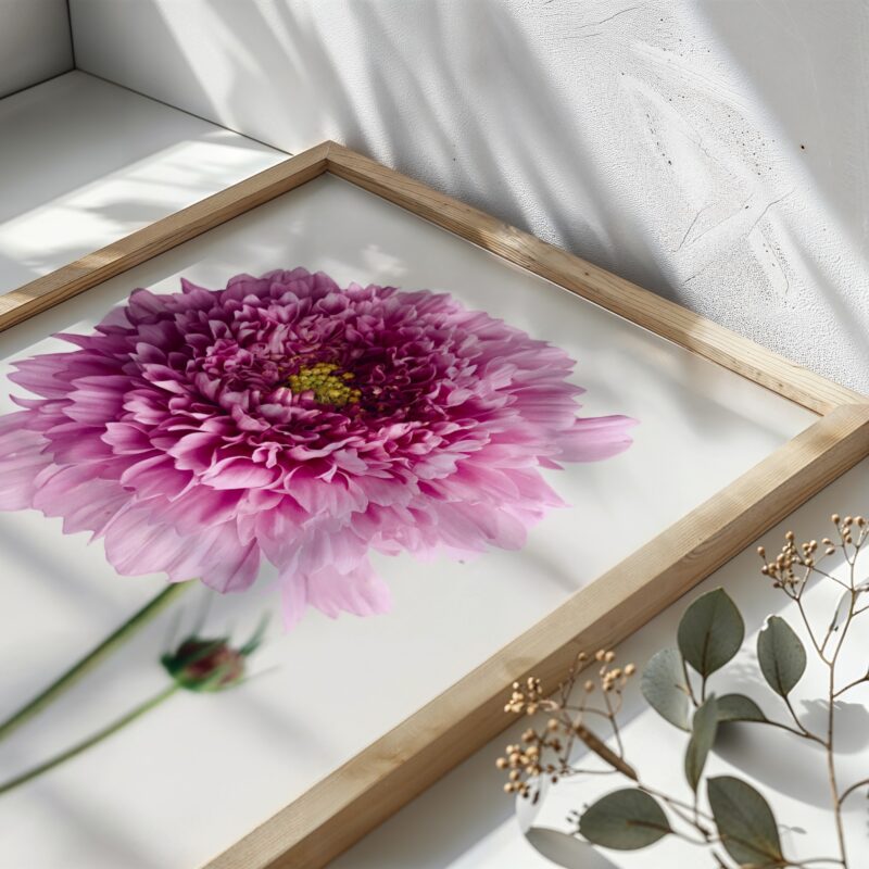 Double Cosmos Bloom Double Cosmos Bloom fine art photography