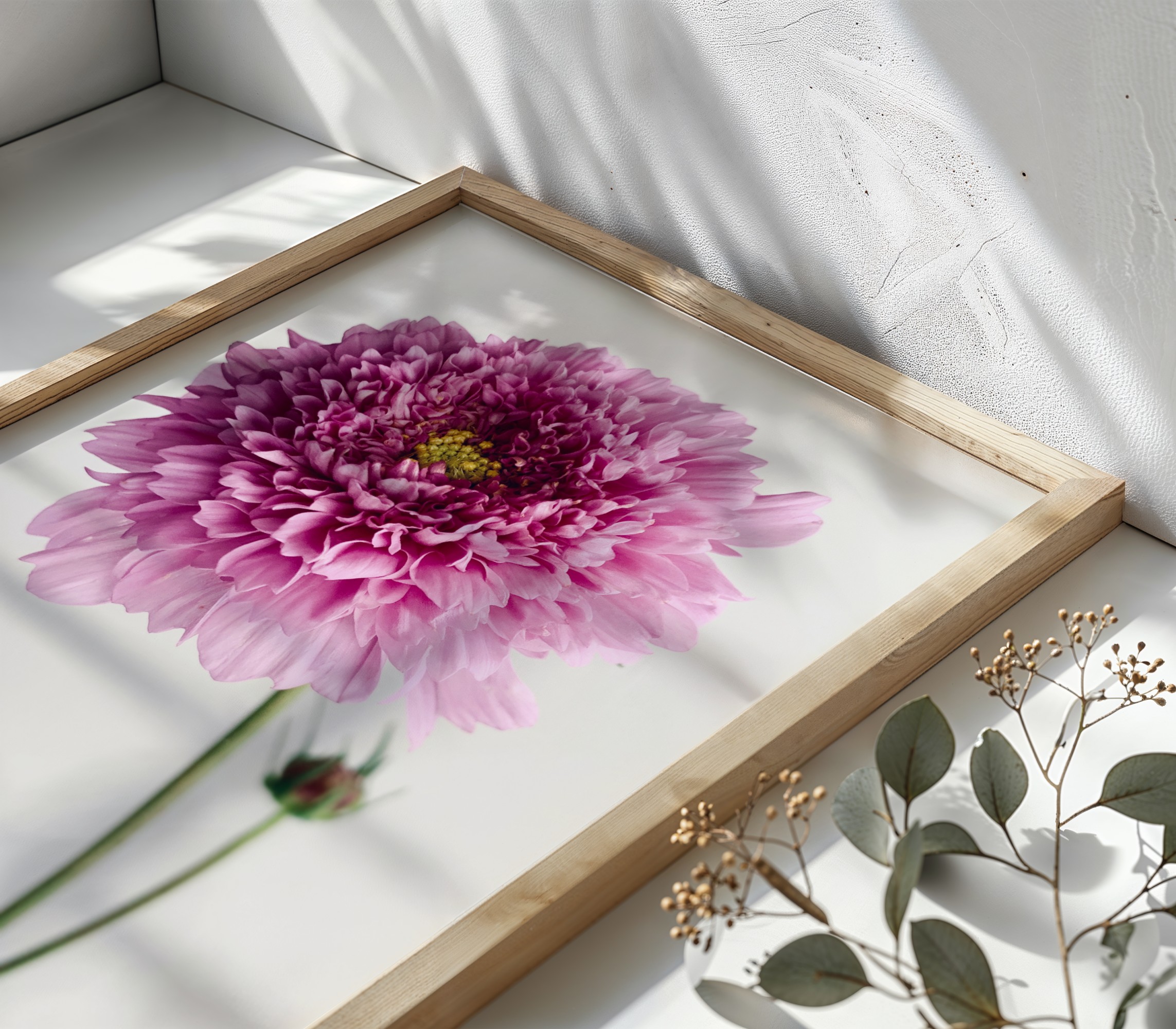 Double Cosmos Bloom Double Cosmos Bloom fine art photography