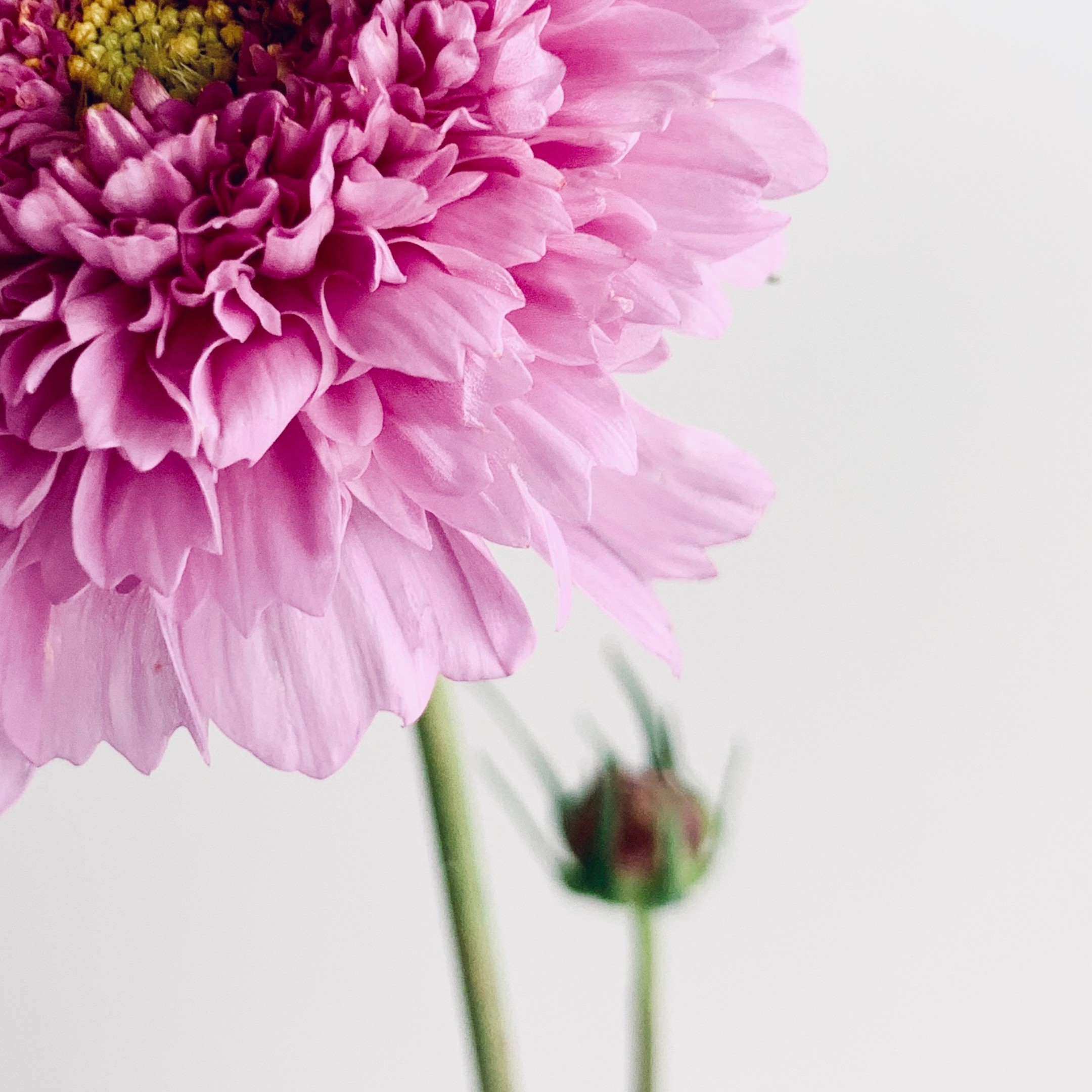 Double Cosmos Bloom Double Cosmos Bloom fine art photography