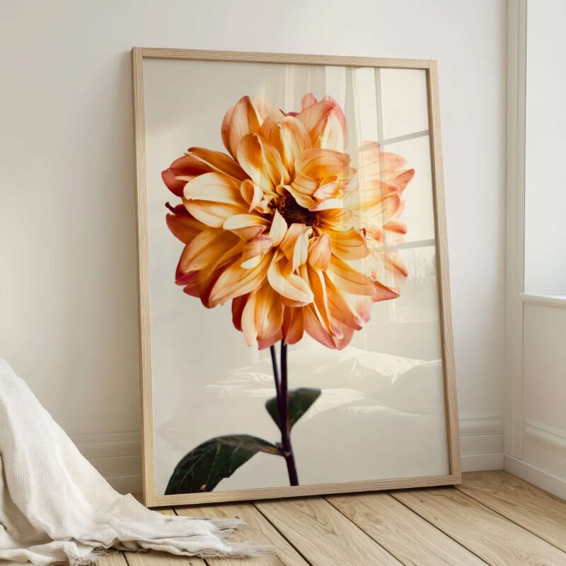Peach Dahlia Peach Dahlia fine art photography